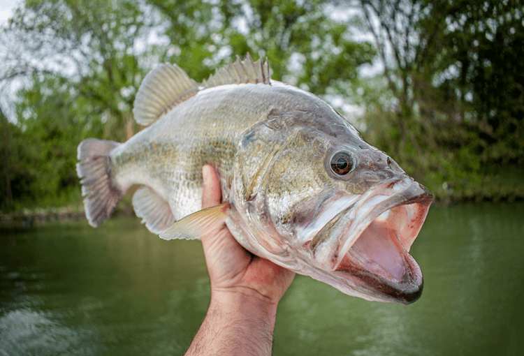 what does largemouth bass eat
