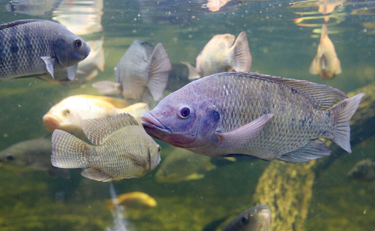 How to catch Tilapia