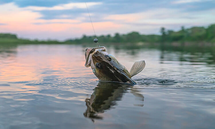 how to catch walleye